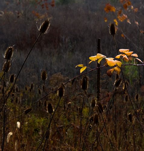 backlight_7800_2 backlight_7800_2