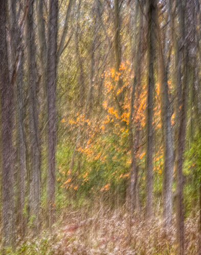 Gold among the walnuts