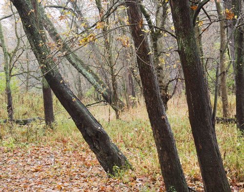 trees_7880_2 trees_7880_2