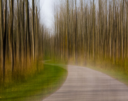 walnut_plantation_7192