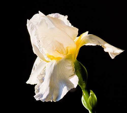 Iris_8305_4