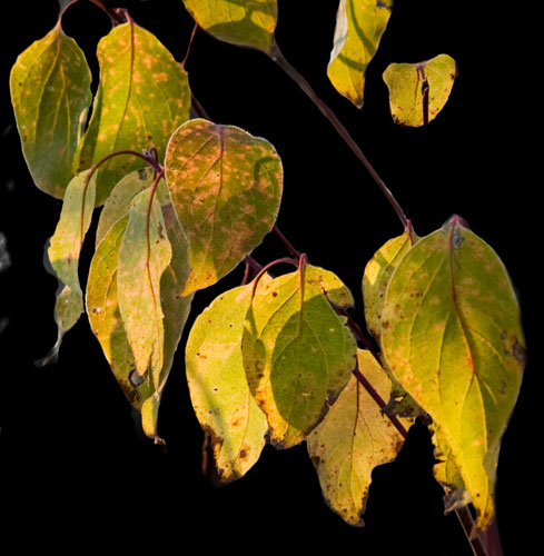 leaves_8747 leaves_8747