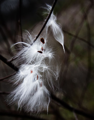 milkweed_8637_2