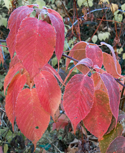 raspberry_leaves_8724 raspberry_leaves_8724