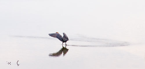 reddish_egret_0627_6tbs