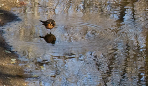 robin_reflecting_9403
