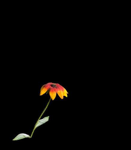 black_eyed_susan_1895_sharpened