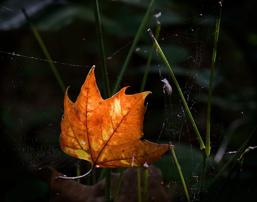 leaf_and_web_6390