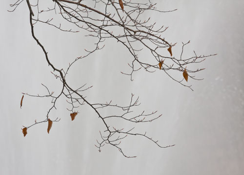 branches_fountain_3018