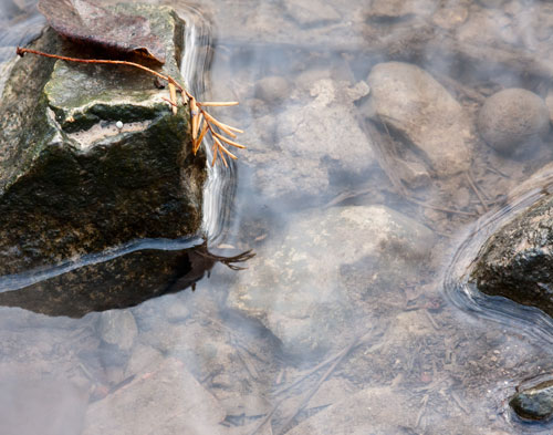 weed_rock_reflection_2966