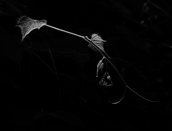 Grapevine-7100-Edit-Edit