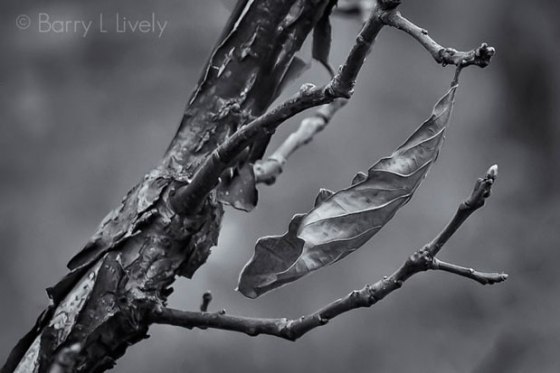 Bartlett_8776-cr-Edit-Edit