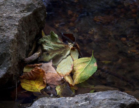 leaves_1195_1200_11x14-Edit-2