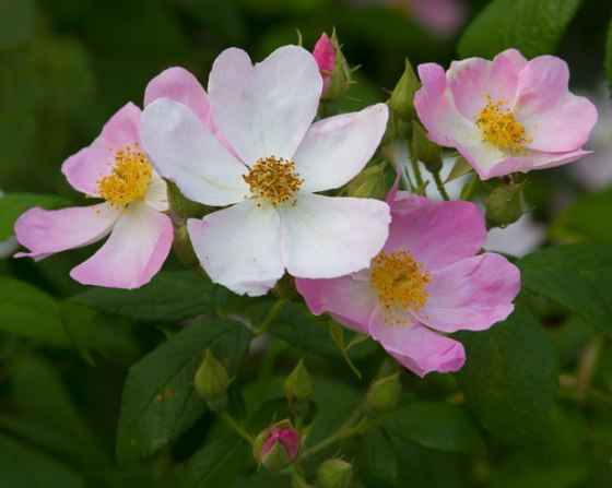 Shawnee-trip-13-7955-Edit-Edit