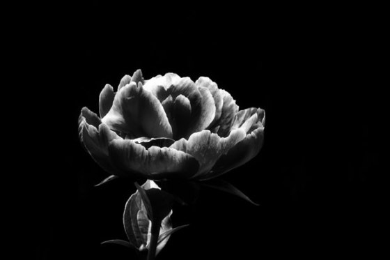 Yard-Flowers-6967-Edit