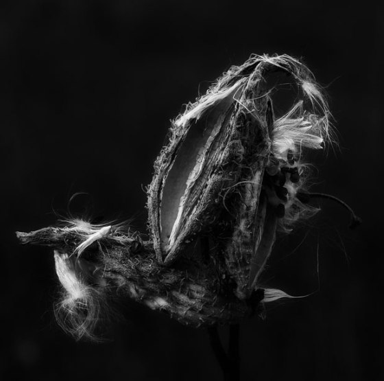 milkweed_8545_2-Edit-Edit