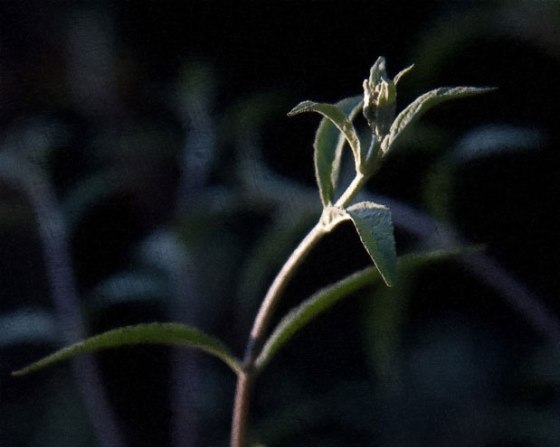 FotoSketcher---butterfly_bush_5549-OPS-def-FP-0