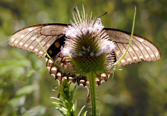 Butterfly_teasel_4939