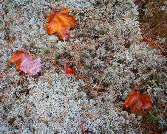 Rod-Planck-13-0554-Edit