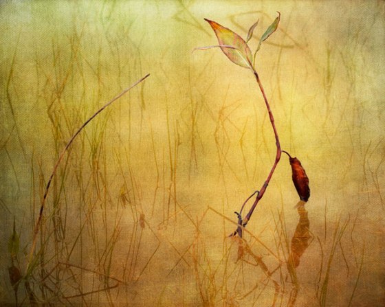 Rod-Planck-13-0589-Edit-2