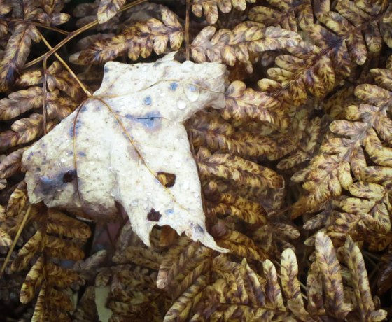 Rod-Planck-13-0631-Edit