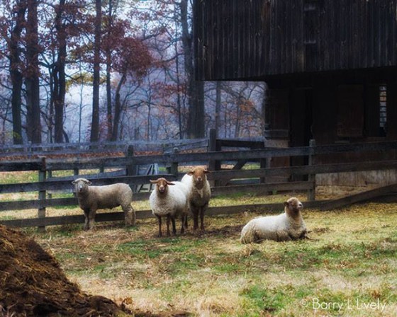 1473018_10201614295652629_1266809982_n copy