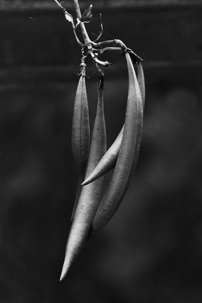 Rod-Planck-13-0059-Edit-Edit-Edit