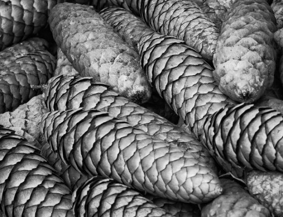 T-C-Steele-9958-Edit