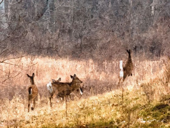 FotoSketcher---Deer_2559-OP