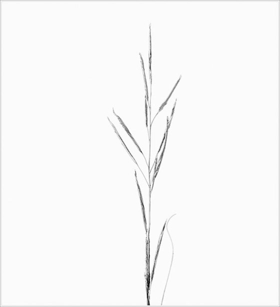saltmeadow_cordgrass_1819_s-Edit