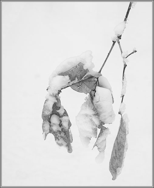 snow-4704-Edit-Edit_2