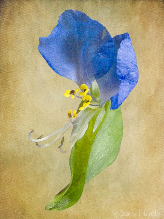 Asiatic_day_flower_1