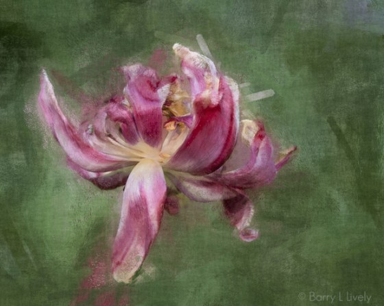 Flower_8942_8945_cropped-Edit-Edit