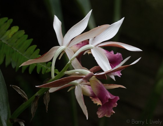 Garfield-Park-2014-1011-Edit