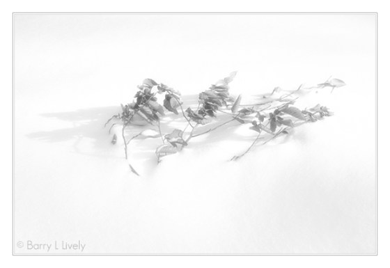 Winter-2014-0992-Edit-Edit