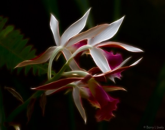 Garfield-Park-2014-1011-Edit