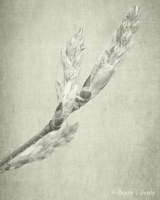 untitled-1662-Edit-Edit