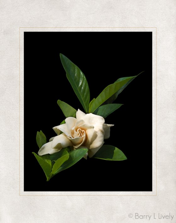 17_Camellia_01b-Edit