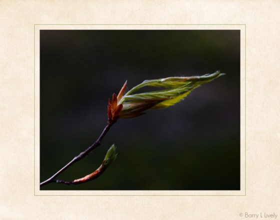 American_Beech_2180-82