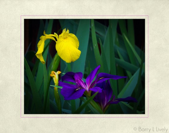 Iris-7096-Edit-Edit-copy