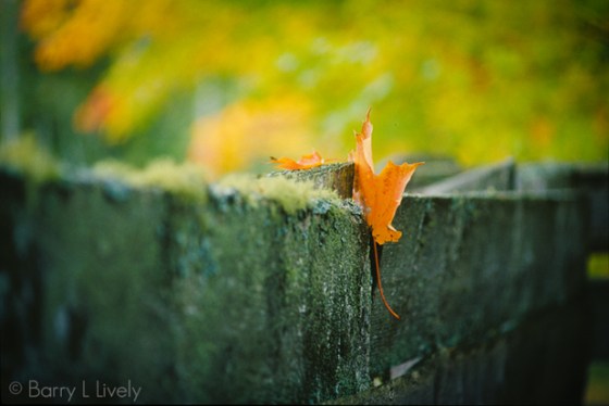 Leaf-on-fence-(another-copy)