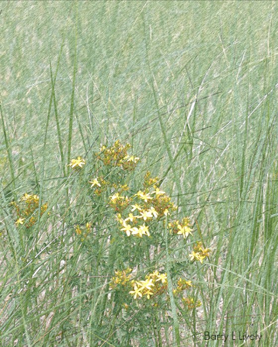 FotoSketcher---Lake-Michigan-14-2965_PS1