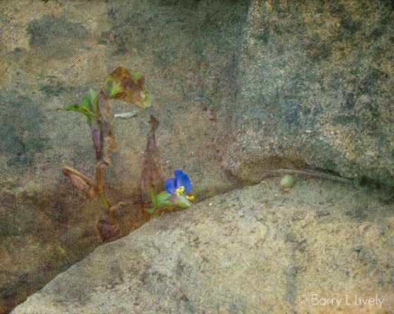 T-C-Steele-9921-Edit