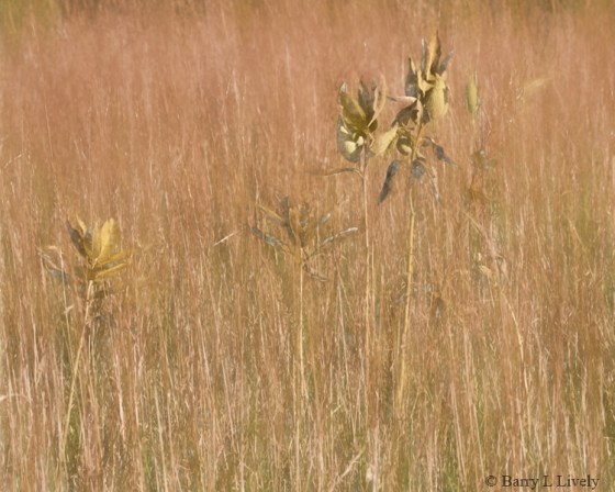 _MG_3835_paint_char3