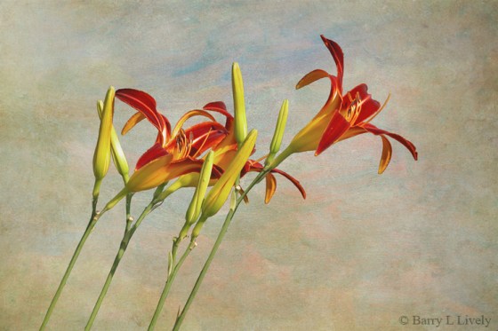 Daylily_1