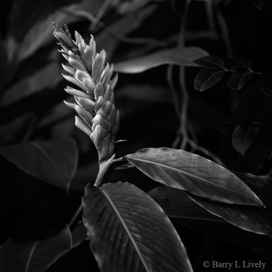 Garfield_Park-4426-001