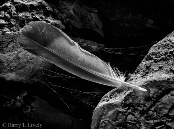 feather
