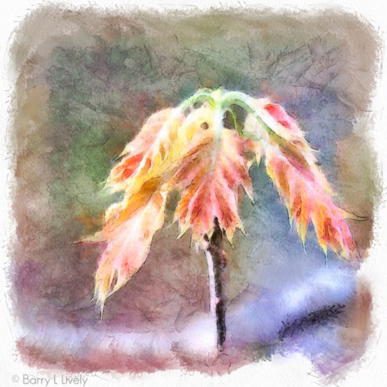 untitled-5721_DAP_Watercolor