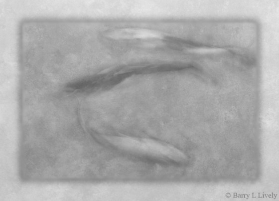 Garfield_Park_6089-2