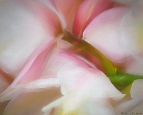 Orchids_01-Smudge2